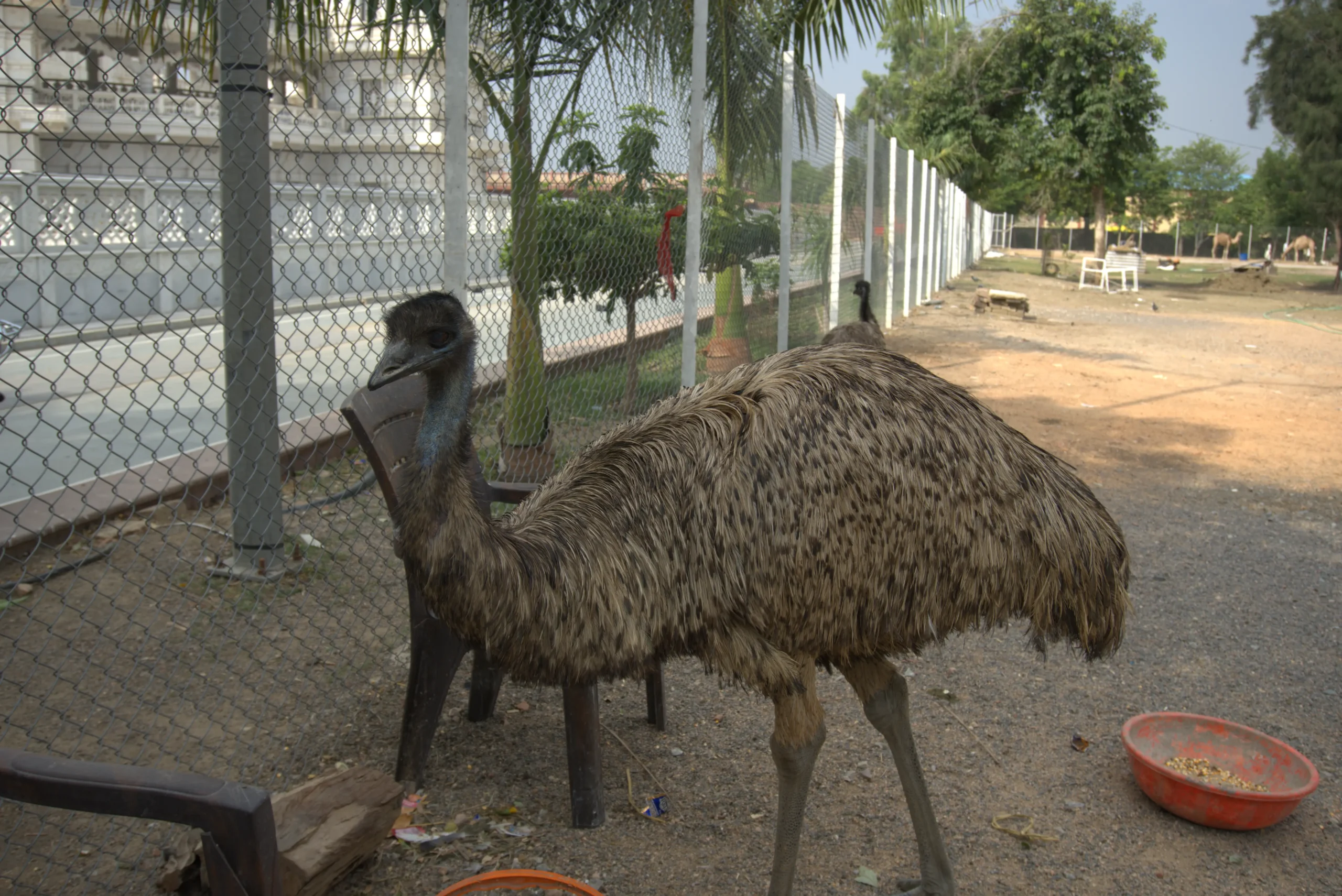 Shri Navagraha Shaktipeeth Dabra mandir Zoo Images