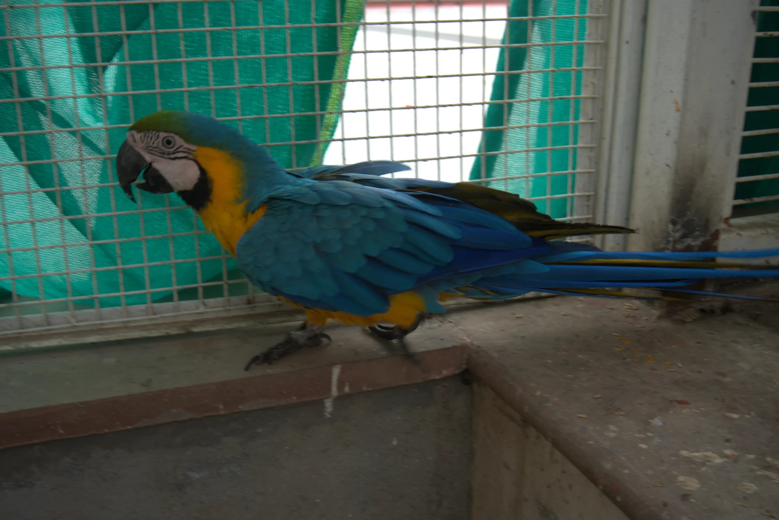navagraha dabra mandir gallary 07