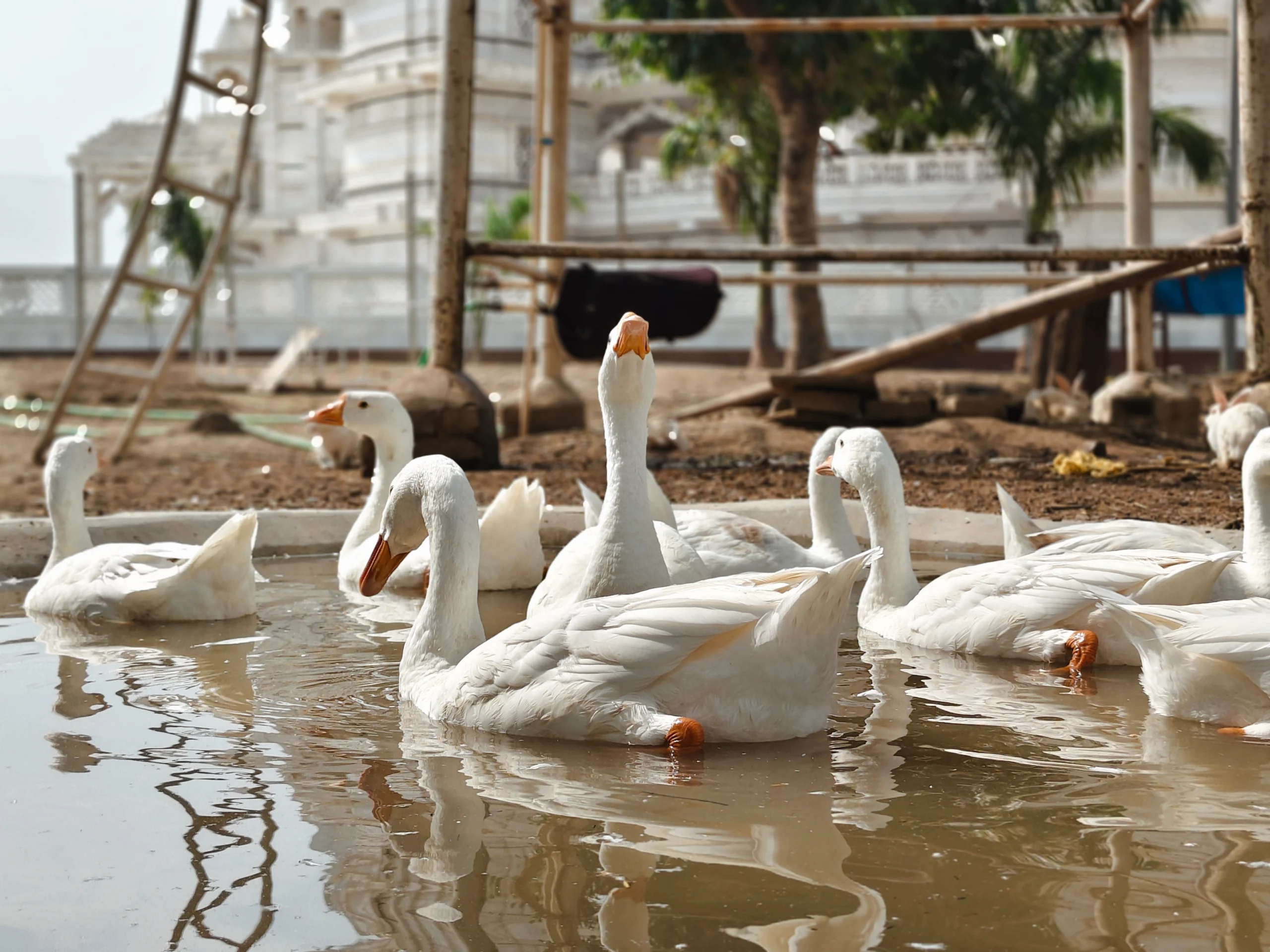 Navagraha mandir dabra image/photo