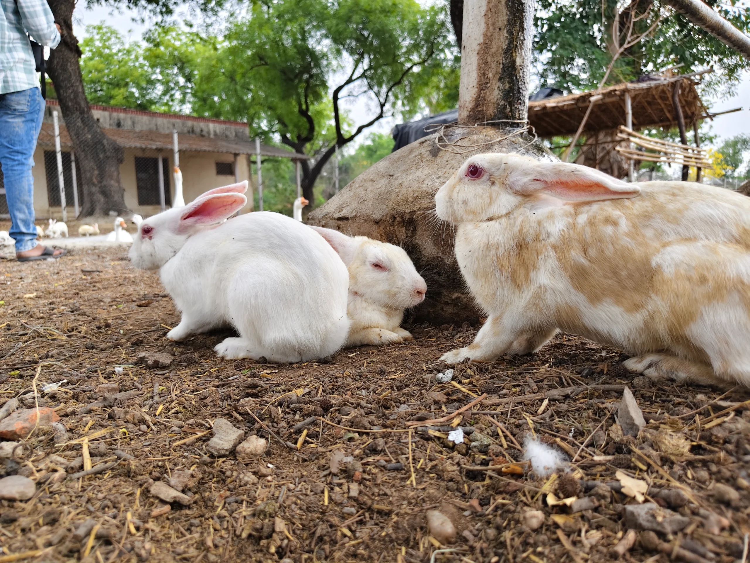 navagraha mandir dabra 6