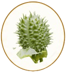 datura